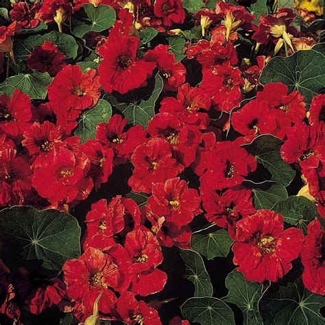 Nasturtium officinale is a perennial member of the nasturtium genus in the family brassicaceae. edible plant - Nasturtium 'Mahogany Jewel' Tropaeolum ...