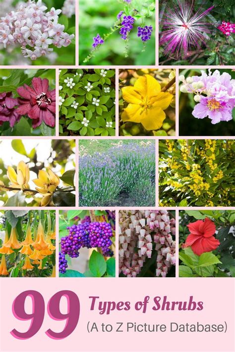 99 Types Of Shrubs A To Z Photo Database Artofit