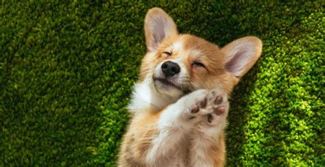 Fakta Corgi, Anjing Imut Berkaki Pendek yang Selalu Ceria