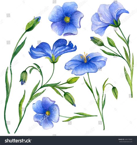 Watercolor Set With Flax Flowers Isolated On White Background Hand