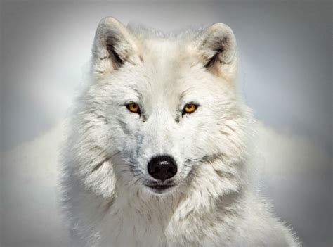 Artic Wolf When Arctic Wolves Hunt As A Pack One Adult Me Flickr
