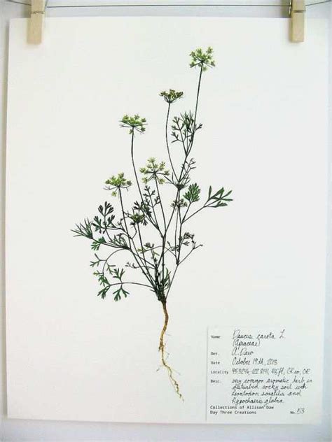 Die 5 schönsten malvorlagen rund um den herbst wir haben für sie und ihre kinder die fünf besten malvorlagen rund um den herbst zusammengestellt. Herbarium Etiketten Vorlagen Erstaunlich 82 Besten ...