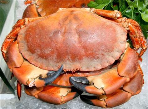 Apprenez à décortiquer un crabe
