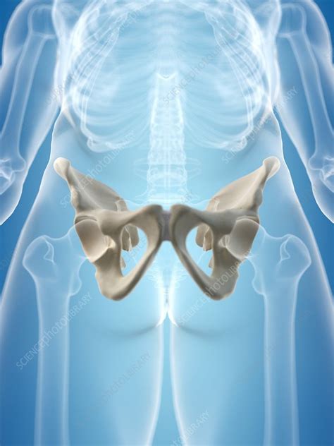 Human Hip Bone Artwork Stock Image F0094182 Science Photo Library