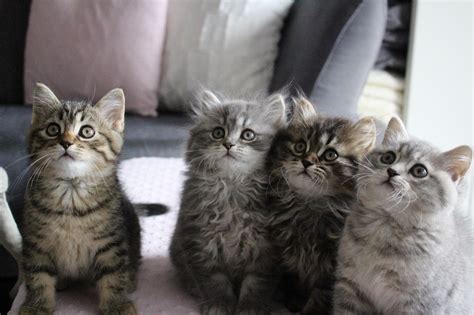 Dann geht er aber eher in die. BKH-BLH Katze? (Katzen)