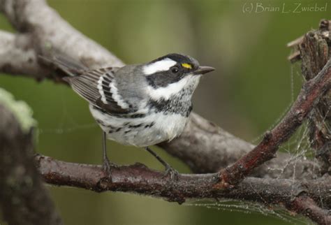 Ohio Birds And Biodiversity Black Throated Gray Warbler In Ohio