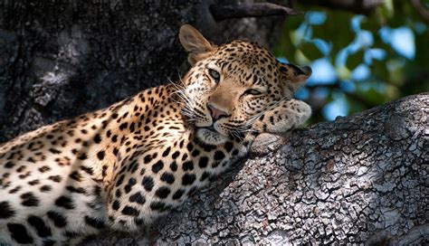 African Animal Facts Interesting Facts About African Leopards