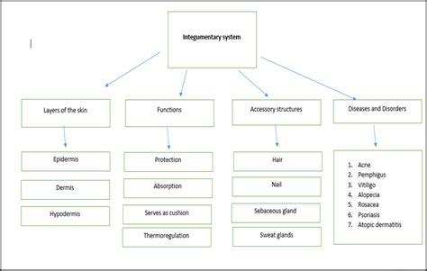 Solved The Integumentary System 51 Layers Of The Skin 52 Accessory