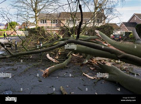 A Fallen Beech Tree Caused By Storm Henry In Haughton Lane Shifnal