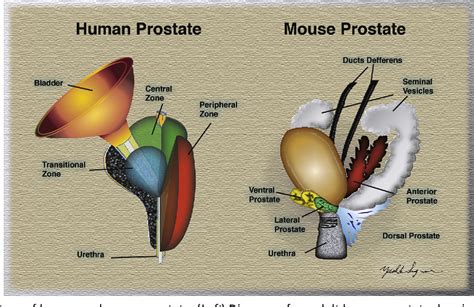 Figure 1 From Review Of Prostate Anatomy And Embryology And The Etiology Of Benign Prostatic