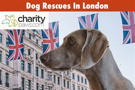 Dog Rescue Centres In London 7 Best Rescues To Adopt From