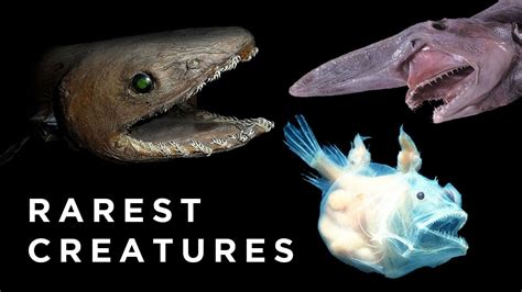 7 Rarest Sea Creatures Ever Discovered Youtube
