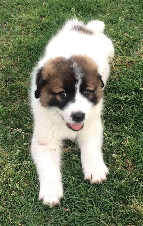 Join millions of people using oodle to find puppies for adoption, dog and puppy listings rosie is a 4mth old spayed female german shepherd/ great pyrenees puppy. Anatolian Shepherd Great Pyrenees Hybrid | Lab Mix ...