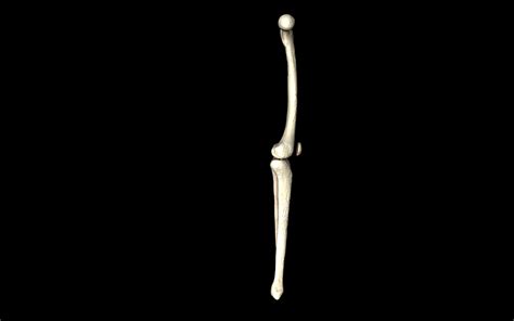 Knee Joint Femur Tibia Fibula 3d Models 3d Model Animated Cgtrader