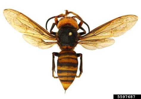 6 Things To Know About The Asian Giant Hornet Insect Diagnostic Lab