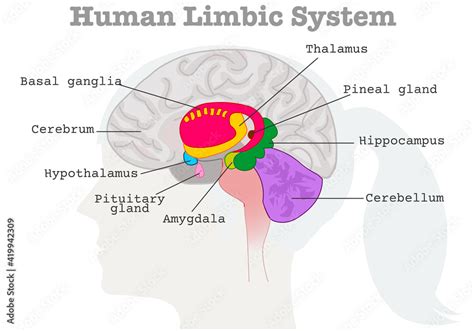 Obraz Human Limbic System Components Diagram Paleo Mammalian Cortex