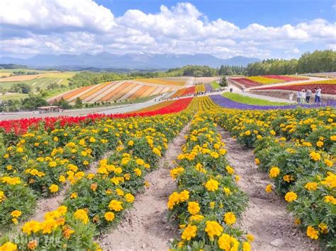 Hokkaido Bieis Must Visit Attraction Shikisai No Oka A Patchwork