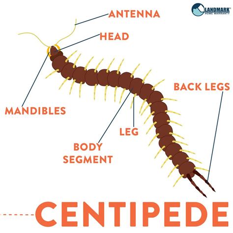 yikes      centipedes dont