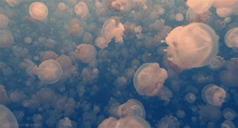 Jellyfish  Find And Share On Giphy