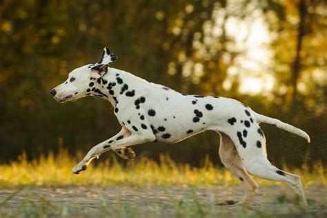 13 Fastest Dog Breeds In The World Trusted Since 1922