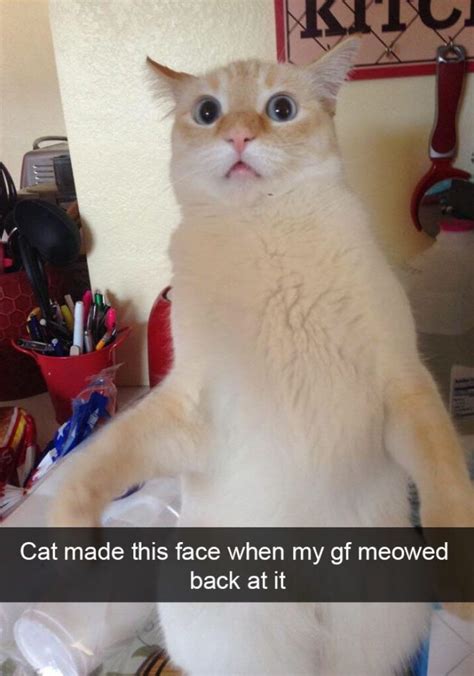 150 Funny Animal Snapchats Pictures Funnyfoto Page 32