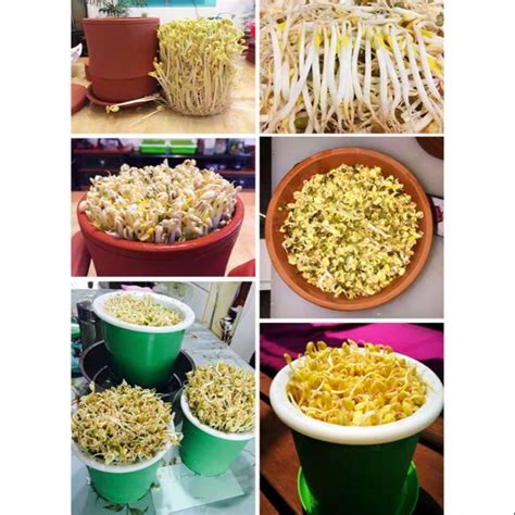 Oleh sebab komponen ini, kacang soya juga digunakan secara aktif dalam bidang perubatan: ORGANIK Benih Tauge Kacang Hijau / Kacang Soya / Kacang ...