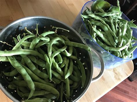 Fresh picked beans from our garden that have the ends trimmed off. GREEN BEAN GARDEN | Kellogg Garden Products
