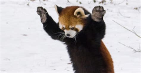 These Red Pandas Playing In The Snow Are Adorable E News