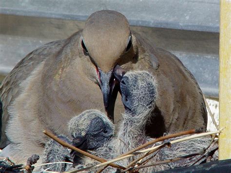 How do doves feed their young? pigeon pictures, Kabootar Baazi in Pakistan