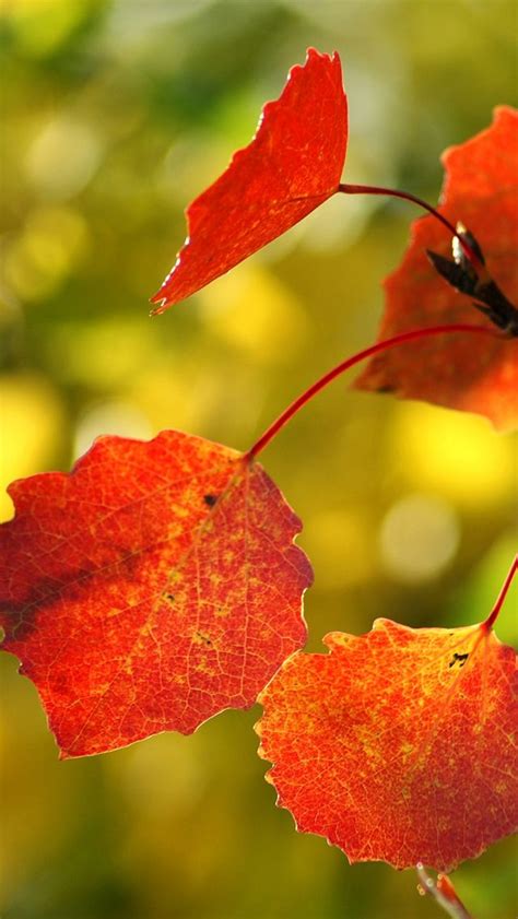 Red Autumn Leaves Autumn Leaves Tree Wallpaper Iphone Hd Ipad