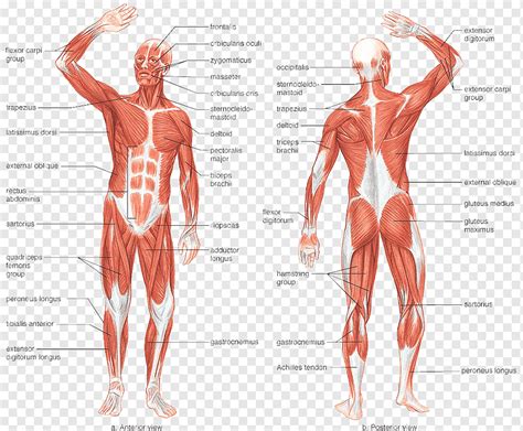 Anatomia Humana Sistema Muscular My Xxx Hot Girl