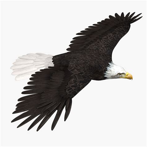 Easy to cut with cricut and silhouette 3d model of american bald eagle