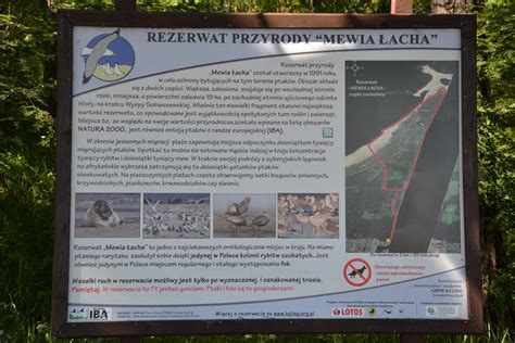 12 #1 of 1 things to do in swibno. Rezerwat przyrody Mewia Łacha w Świbnie | Wyspa ...