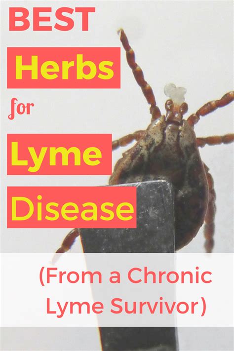 Master List Of Herbs For Lyme Disease Lyme Lyme Disease Healthy