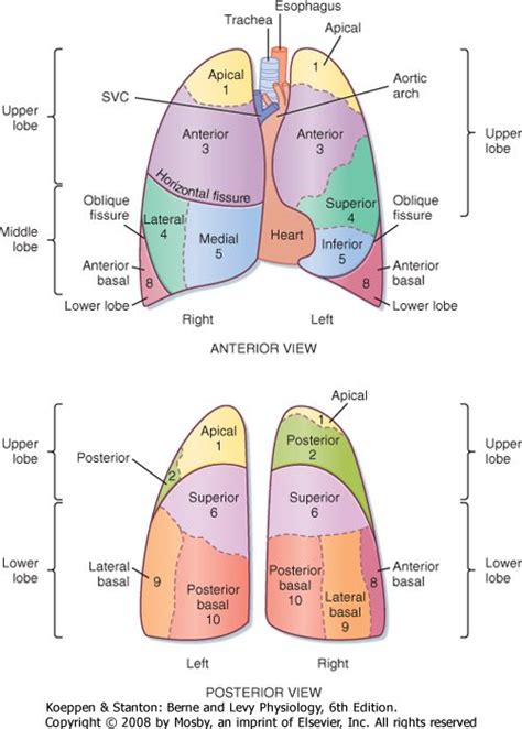 Lung Anatomy Medical Library Lung Anatomy Lung Lobes