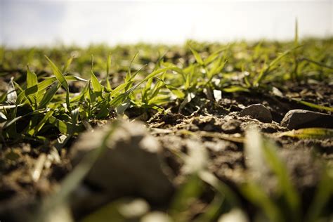 Suelos Agrícolas I ¿por Qué Es Importante Su Análisis Agropar