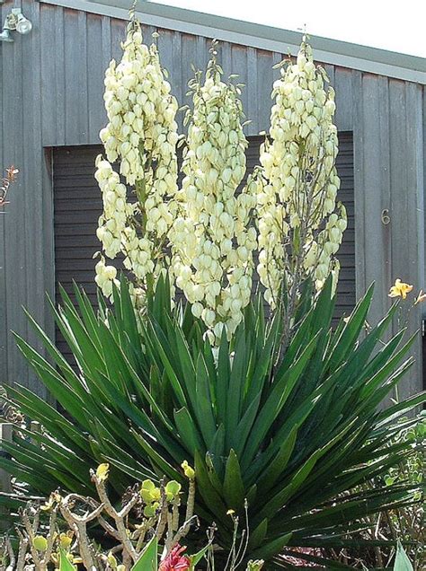 Yucca Plant Yucca Plant Yucca Filamentosa Plants