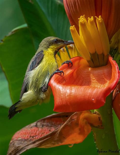 Top 25 Wild Bird Photographs Of The Week Birding Laptrinhx News