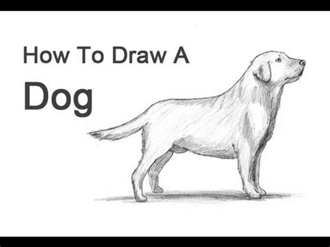 Dogs and wolves, and their anatomy. How to Draw a Dog (Labrador Retriever) - YouTube