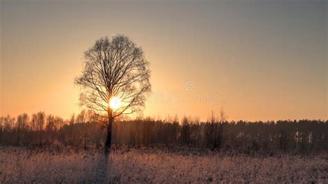 Lonely Birch In A Field At Sunrise In The Rays Of The Rising Sun In