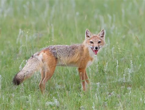 Prairie Ice Swift Fox A Prairie Success Story