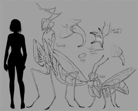 Rule 34 4 Legs Antennae Anatomy Arthropod Arthropod Abdomen