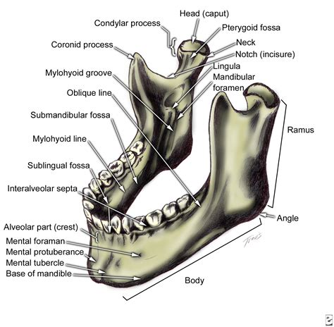 ORAL MAXILLO FACIAL SURGERY Facial Bone Anatomy