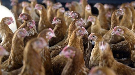 Chicken Recall Tip Top Poultry Recalls Its Meat From Stores Over
