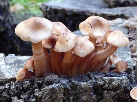 Fungus On An Old Tree Stump © Philip Halling Geograph Britain And