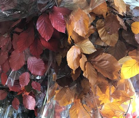 Copper Beech Leaves For Your Autumn Needs Available At Florabundance