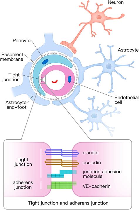 Frontiers Neurovascular Unit Dysfunction And Neurodegenerative Disorders