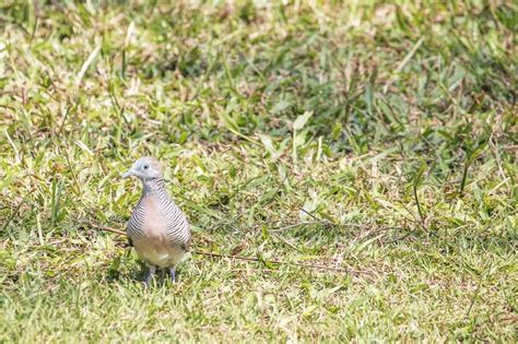 Birds Foraging Walk On The Lawn Stock Image Image Of Beak Field