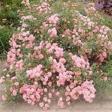 Polyantha Rose The Fairy Pink