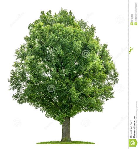 An Isolated Oak Tree Royalty Free Stock Image Image